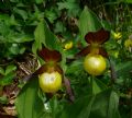 Cypripedium calceolus